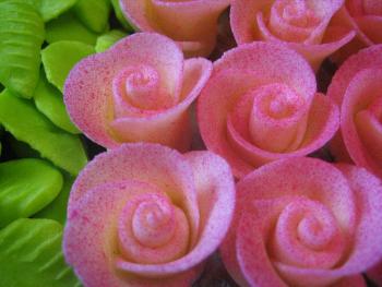 Růže růžové stříkané